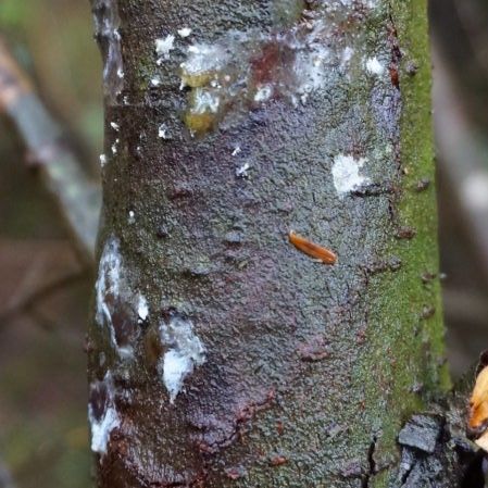 Forestry Commission takes action to combat tree disease