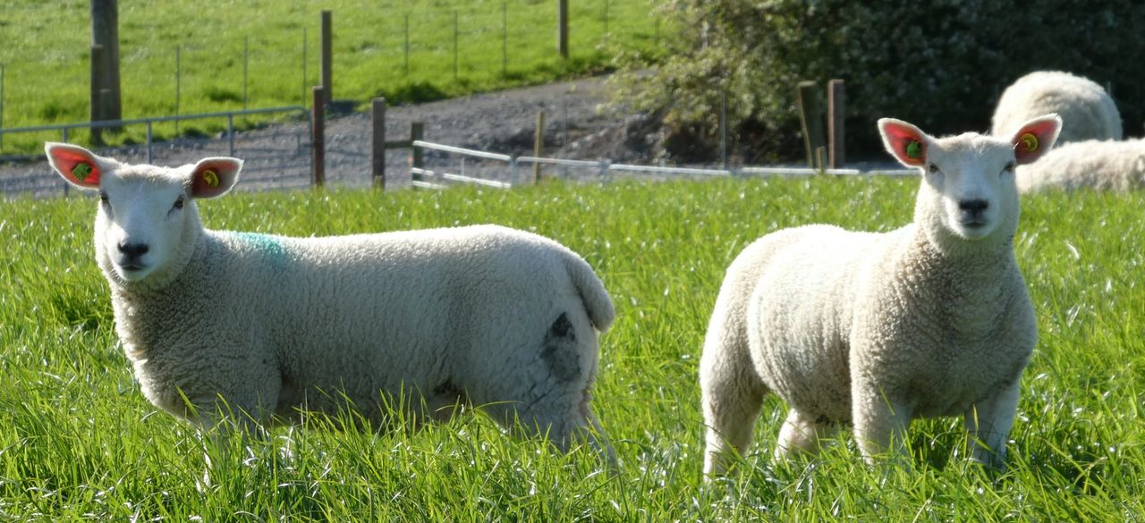 Open day planned at NI's first RamCompare flock