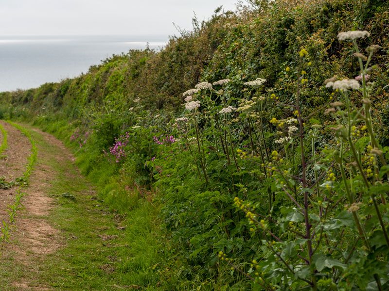 BASIS introduces new hedgerow management course