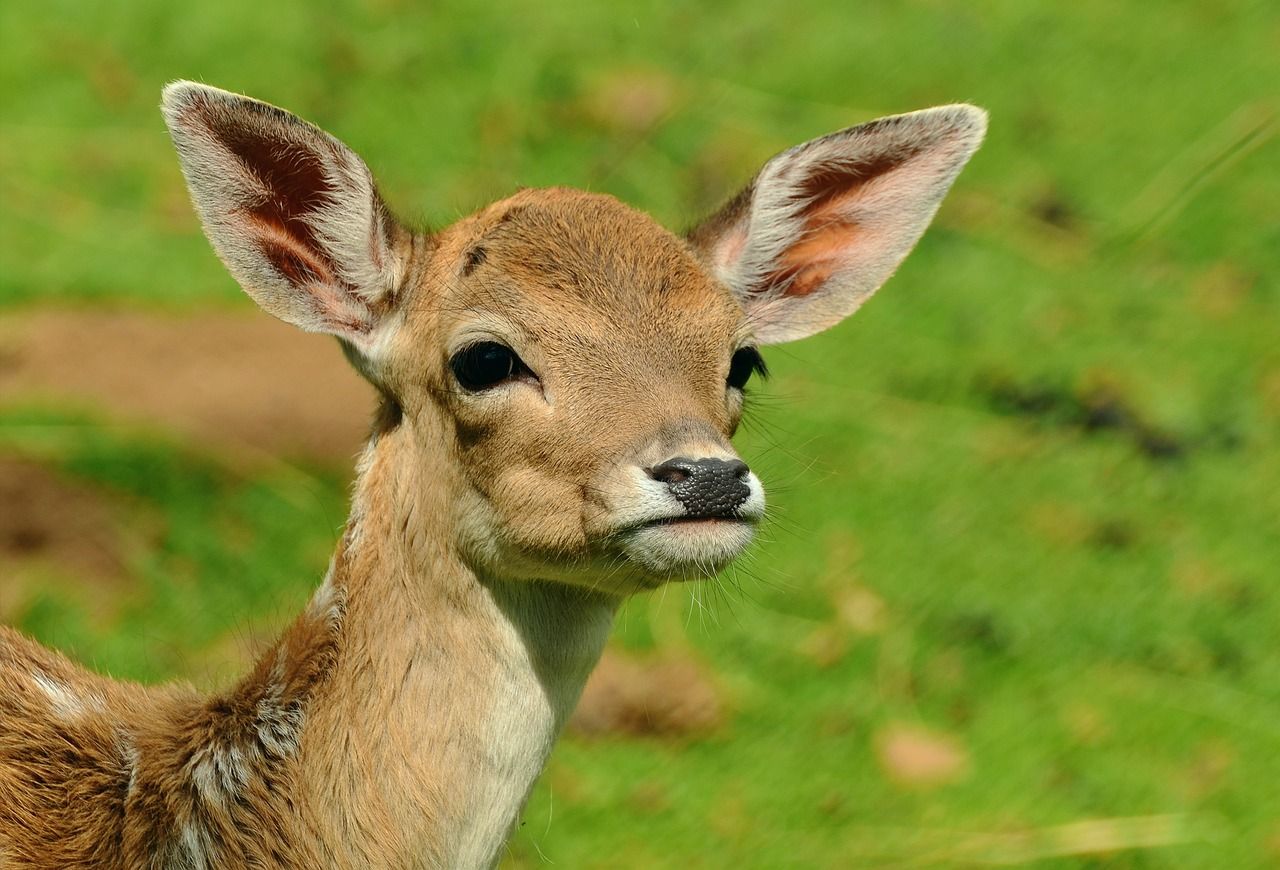 Forestry Commission seeks deer officer by July 7