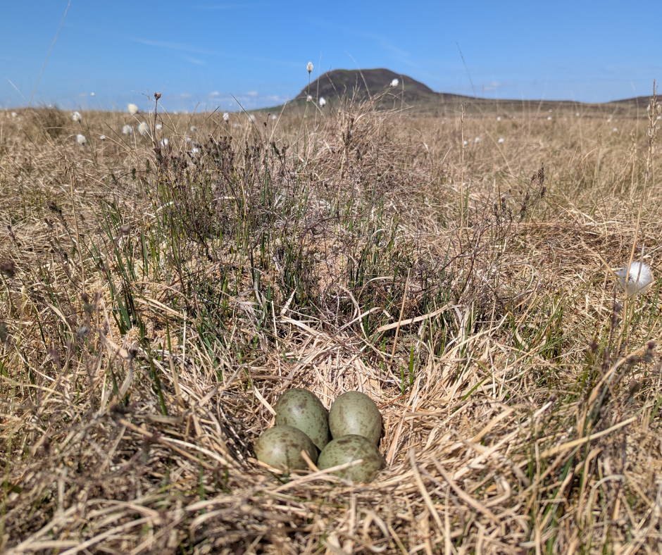 Wading birds making a comeback in Antrim Hills