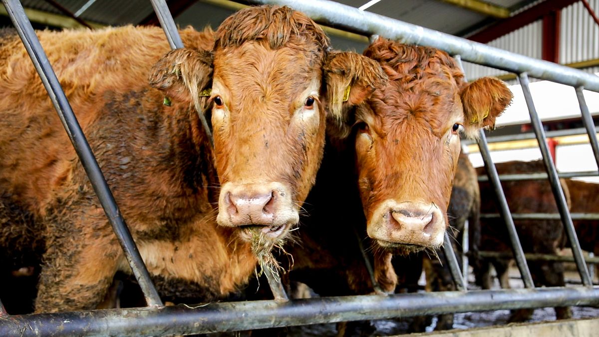 NFU Cymru and FUW welcome bovine TB eradication board