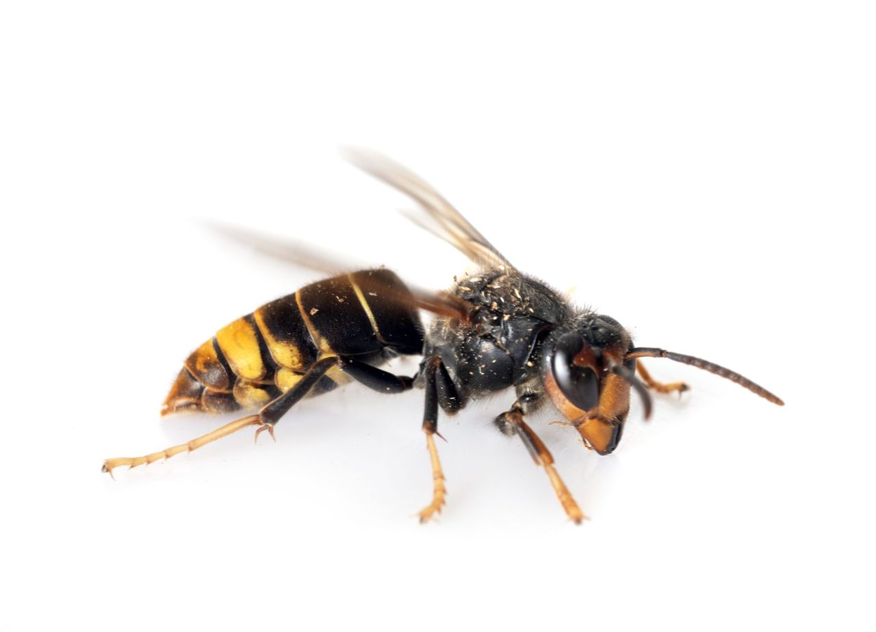 NIEA urges vigilance in NI after sighting of Asian hornet in Cork