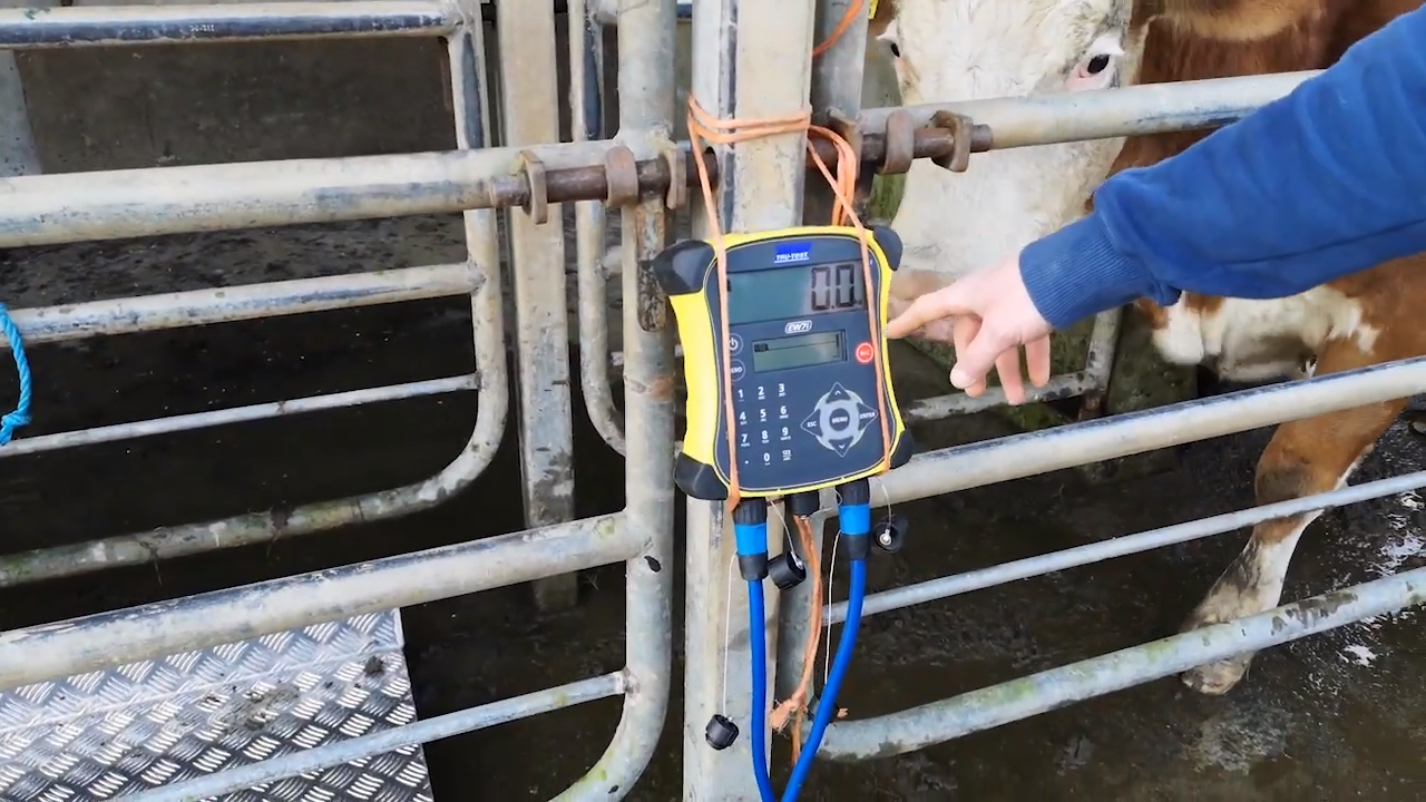Calls made for transparency in livestock weighing systems