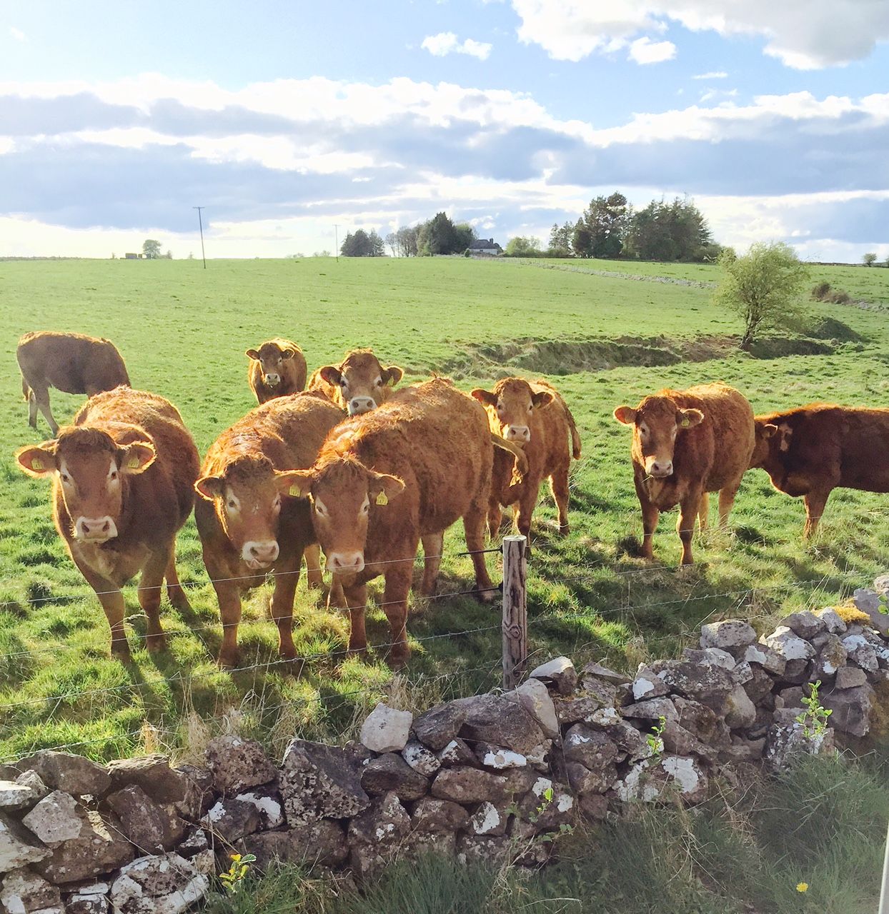 Heifer price sits at 405c/kg - No change in factory beef price