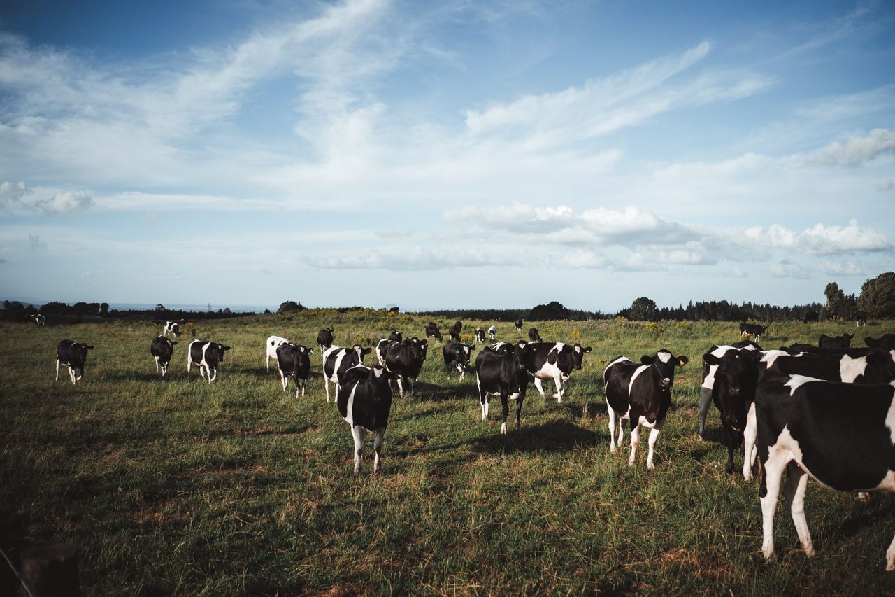 2025 GB dairy population lowest on record – AHDB