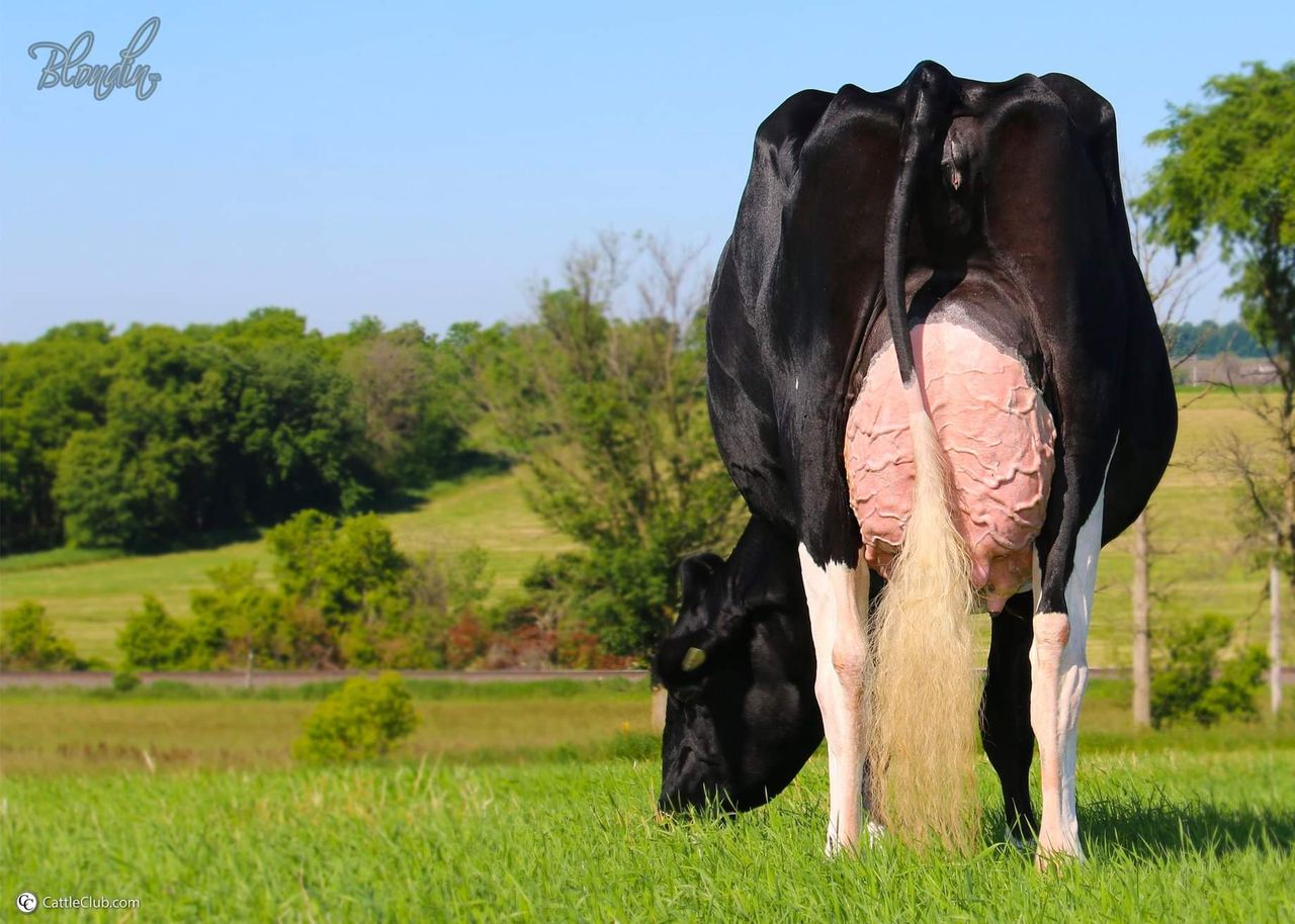 9,000gns achieved at the 38th edition of the Black & White sale