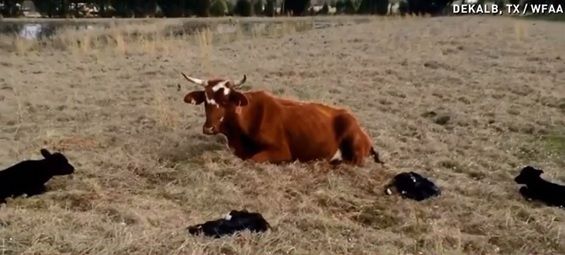 Udderly amazing! Cow gives birth to quadruplet calves