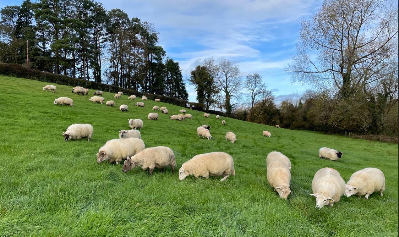 PSNI investigating theft of 21 sheep in Co. Tyrone