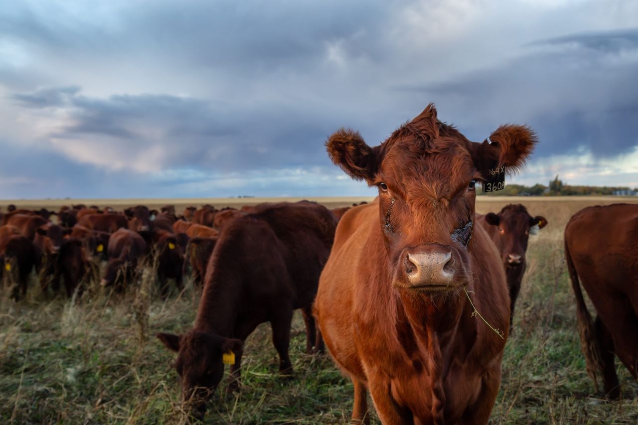 Report: Global cattle prices rise as volumes contract