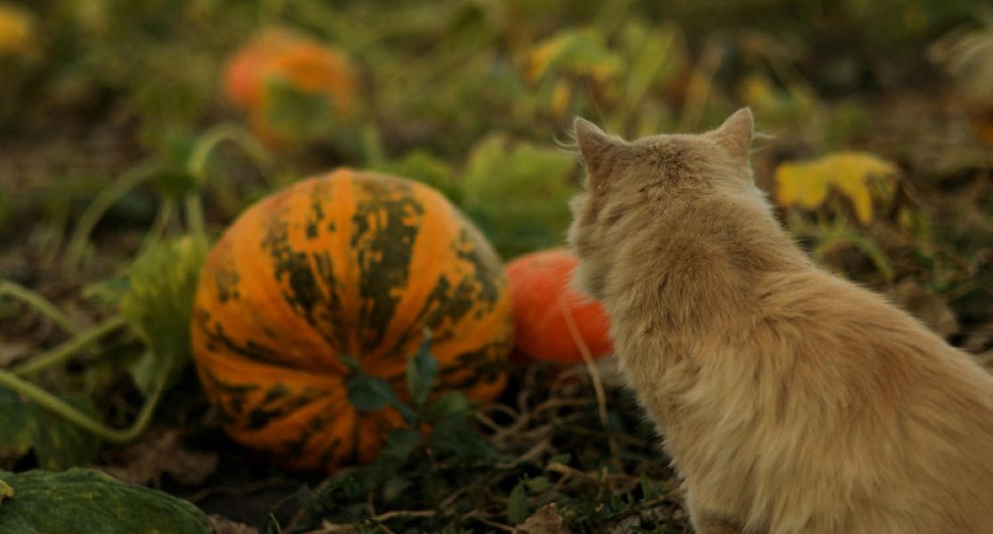 Farmers asked for views on reintroducing wildcats in Devon