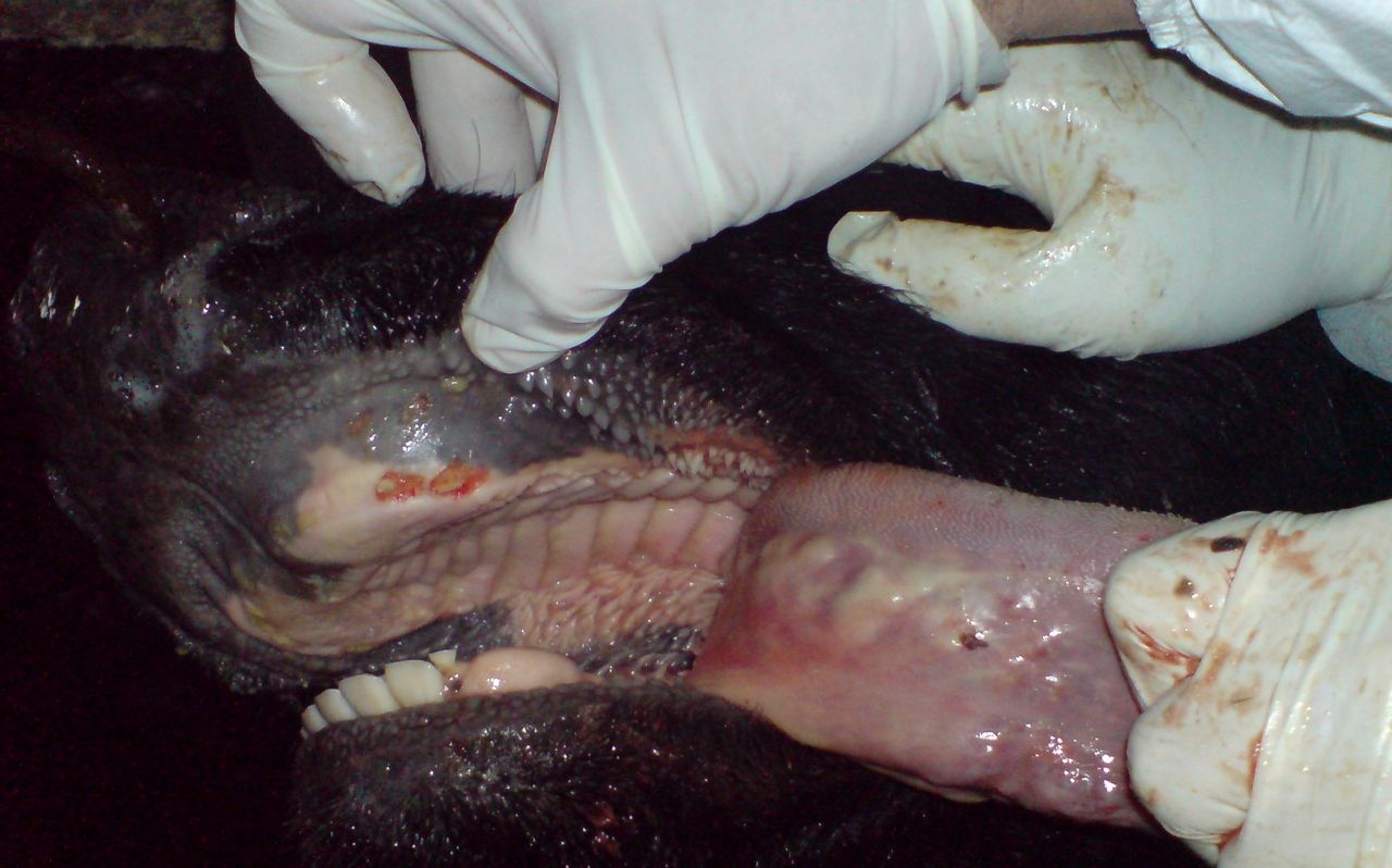 Pirbright grants licence for new foot and mouth disease vaccine