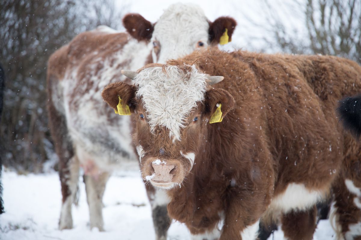 Met Éireann issues snow and ice warning for northwest