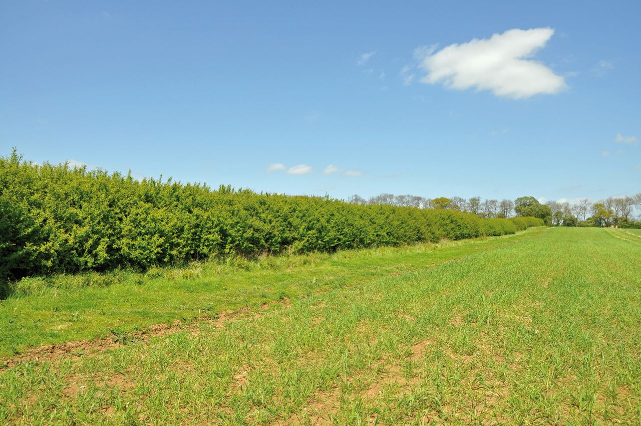 GWCT piloting Hedgerow Carbon Code on three farms