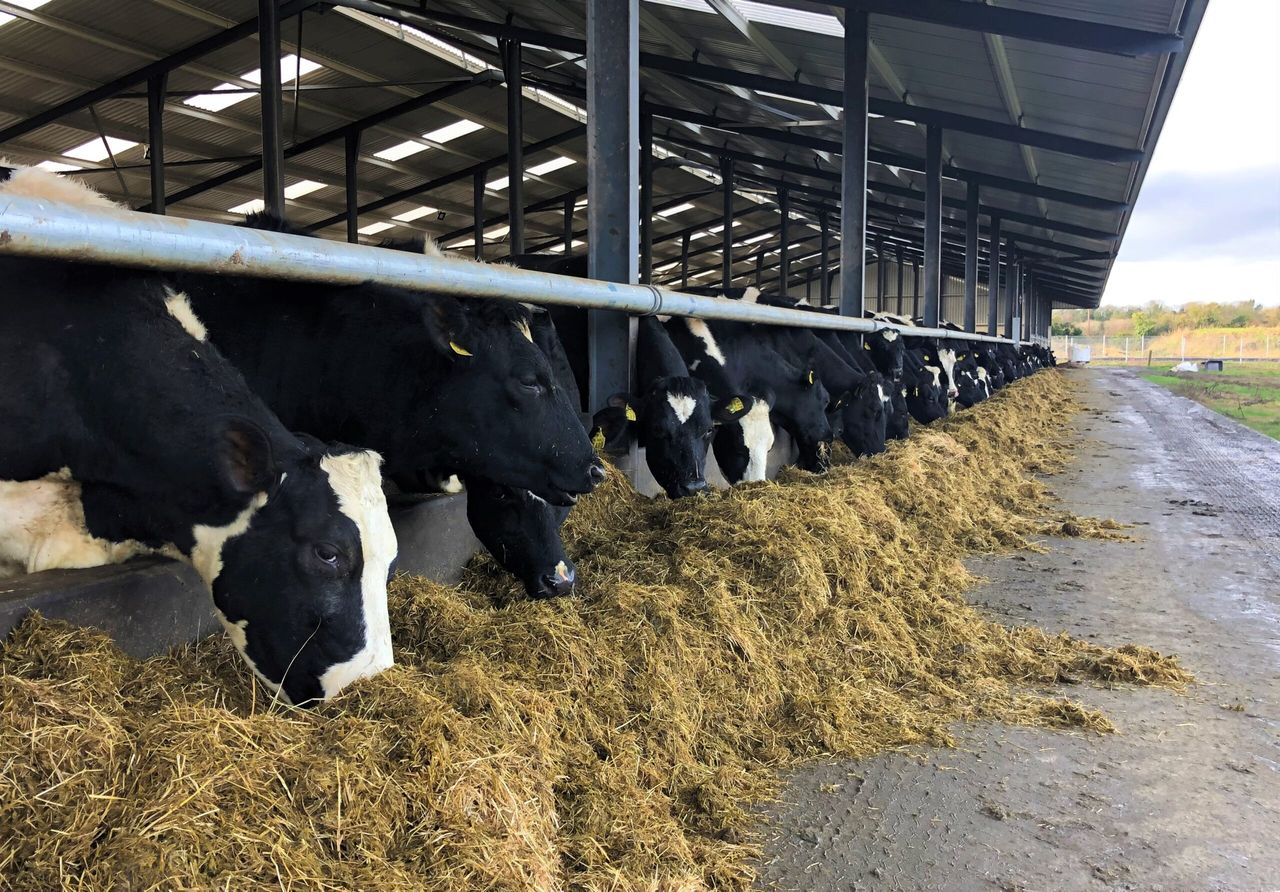 Dry cow management: Ensuring cows calve down at correct BCS