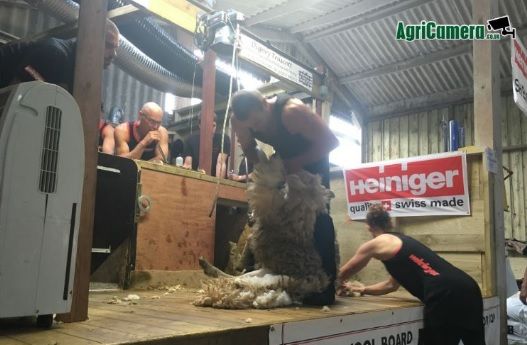 New Zealander sets new sheep shearing world record