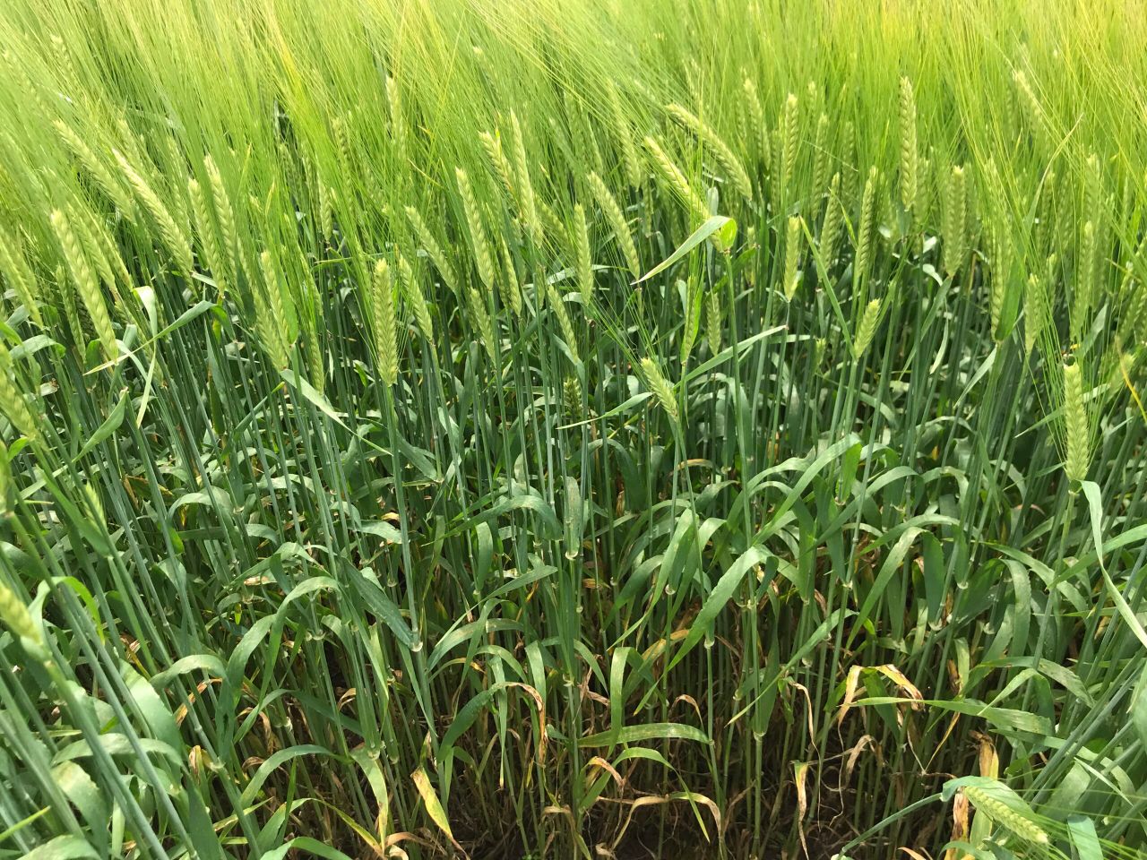 Tillage advice: Time to apply nitrogen to NI winter barley crops