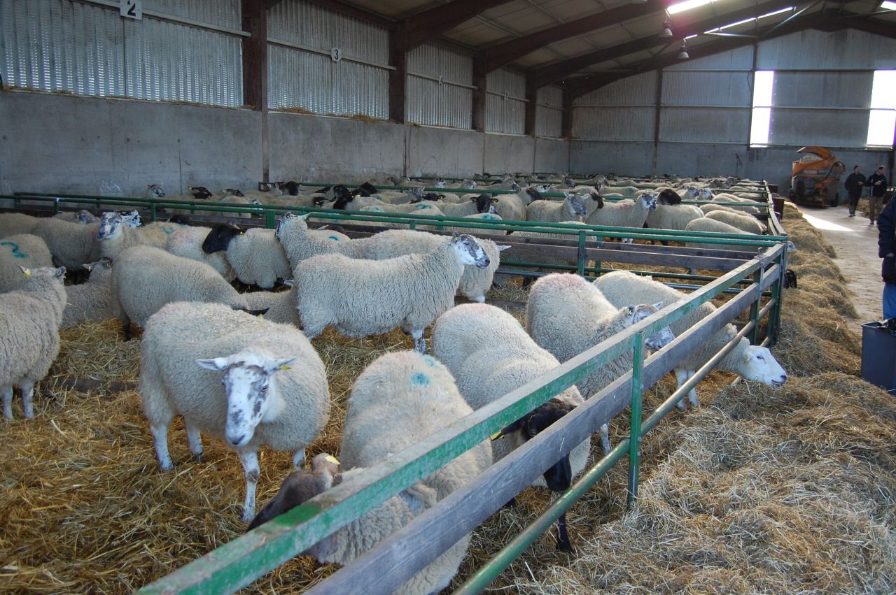 Have you enough space to house your ewes for the breeding season?