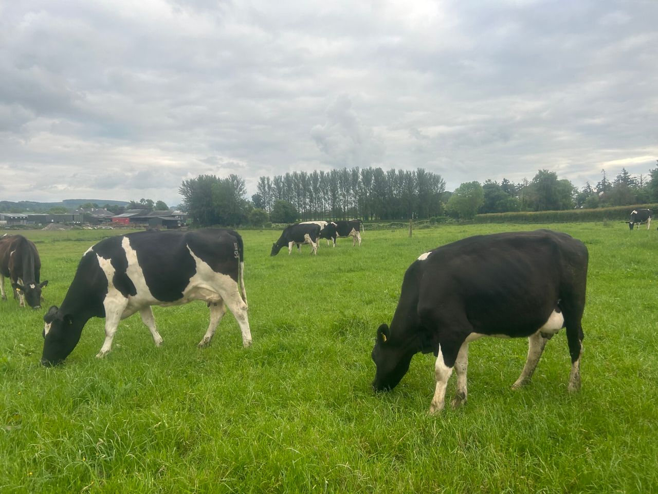 Maximising grass intake during potential pinch point in April