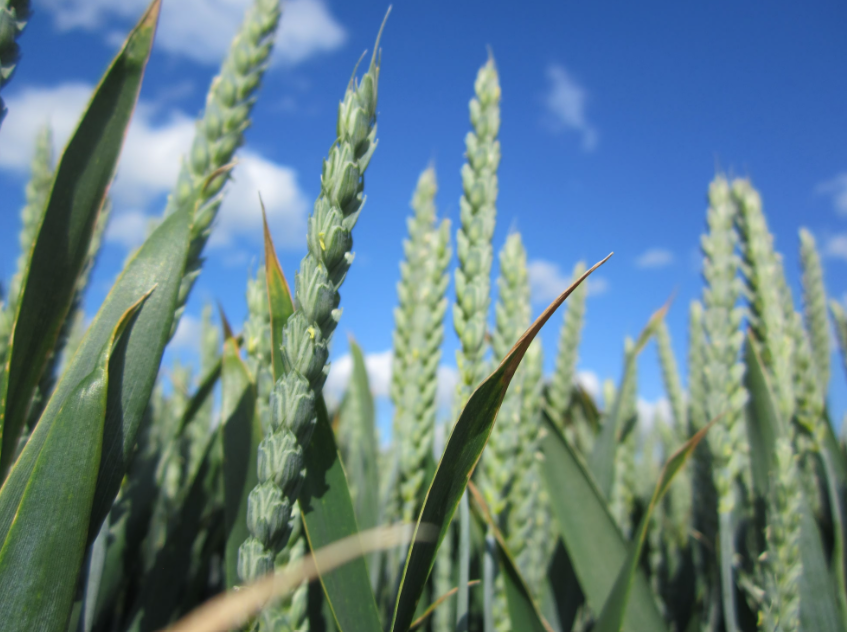 Potentially ‘groundbreaking’ seed treatments set for Ireland