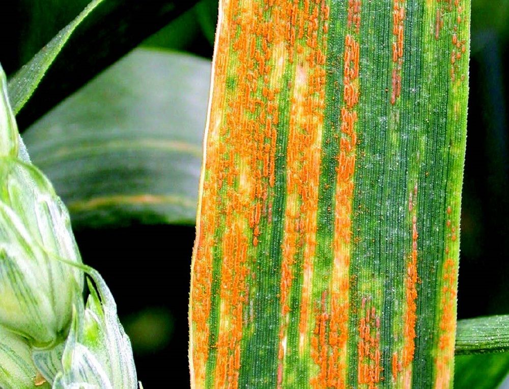 New pathotypes add further complexity to wheat rust population