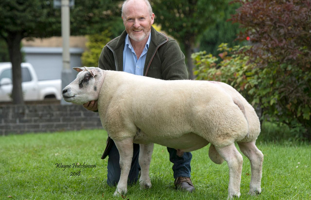 Breed record smashed at Carlisle Beltex sale