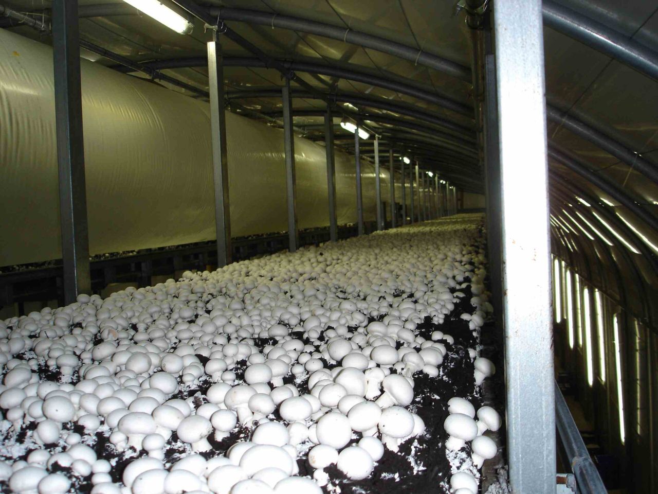Funding of €210,000 to promote Irish mushrooms in the UK