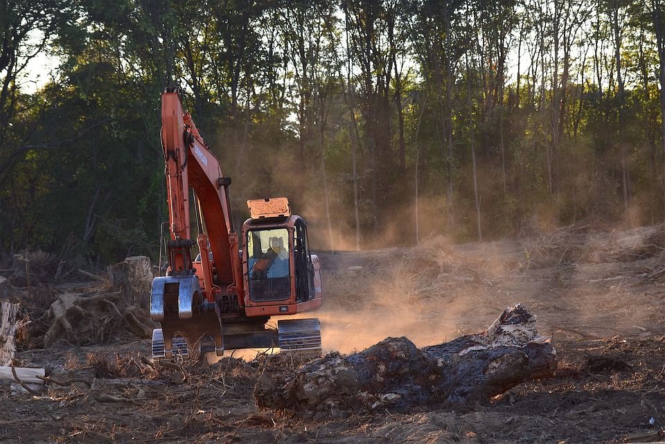 AIC welcomes delay to deforestation regulation