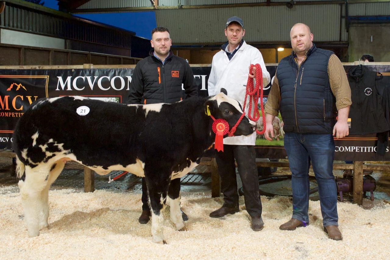 Weanling heifer sells for £13,000 at Clogher Mart