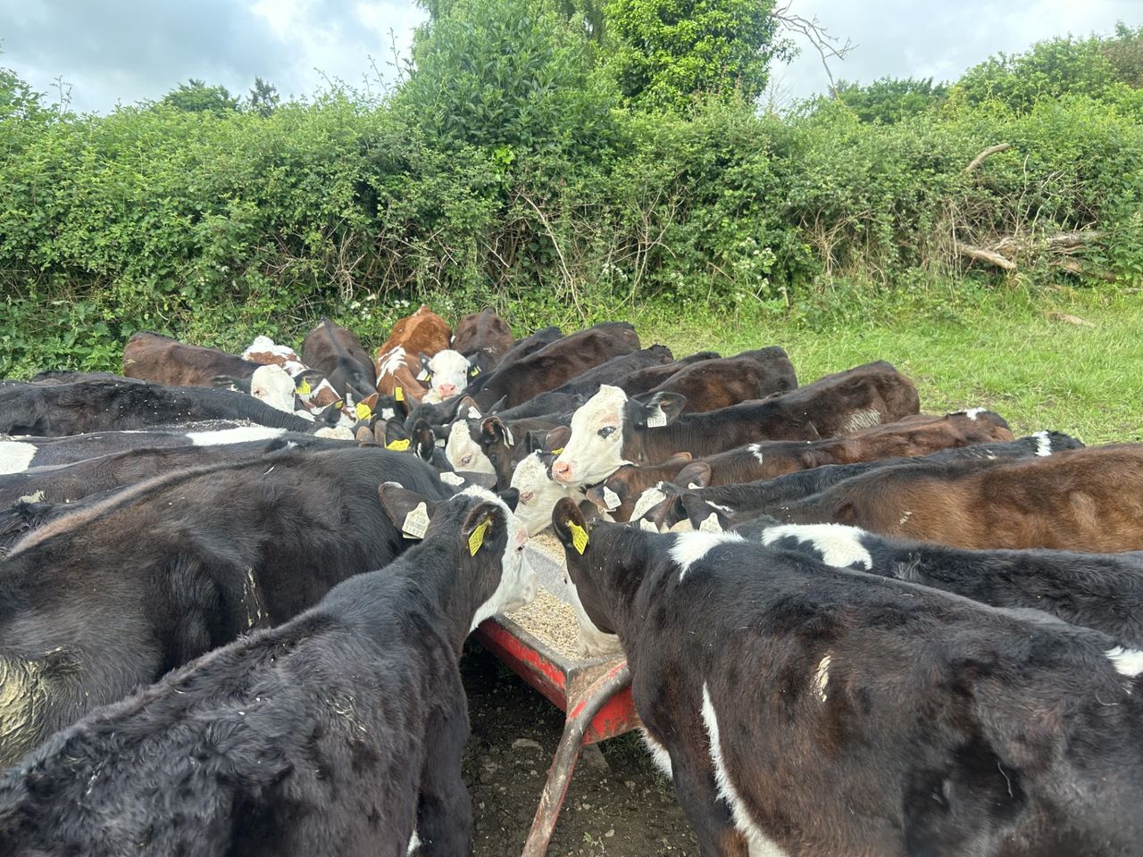 Watching out for summer scour as last of calves get to grass