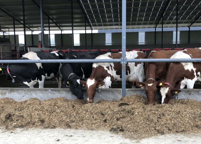 The importance of energy demand in cows being met - Agriland.co.uk