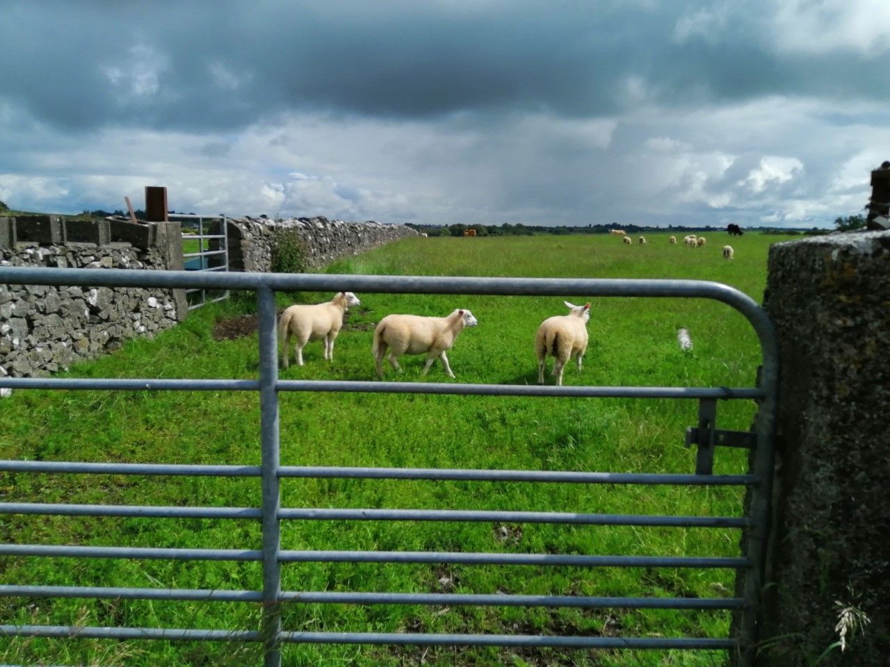 Dog attacks on livestock cost UK farmers £1.8m in 2024