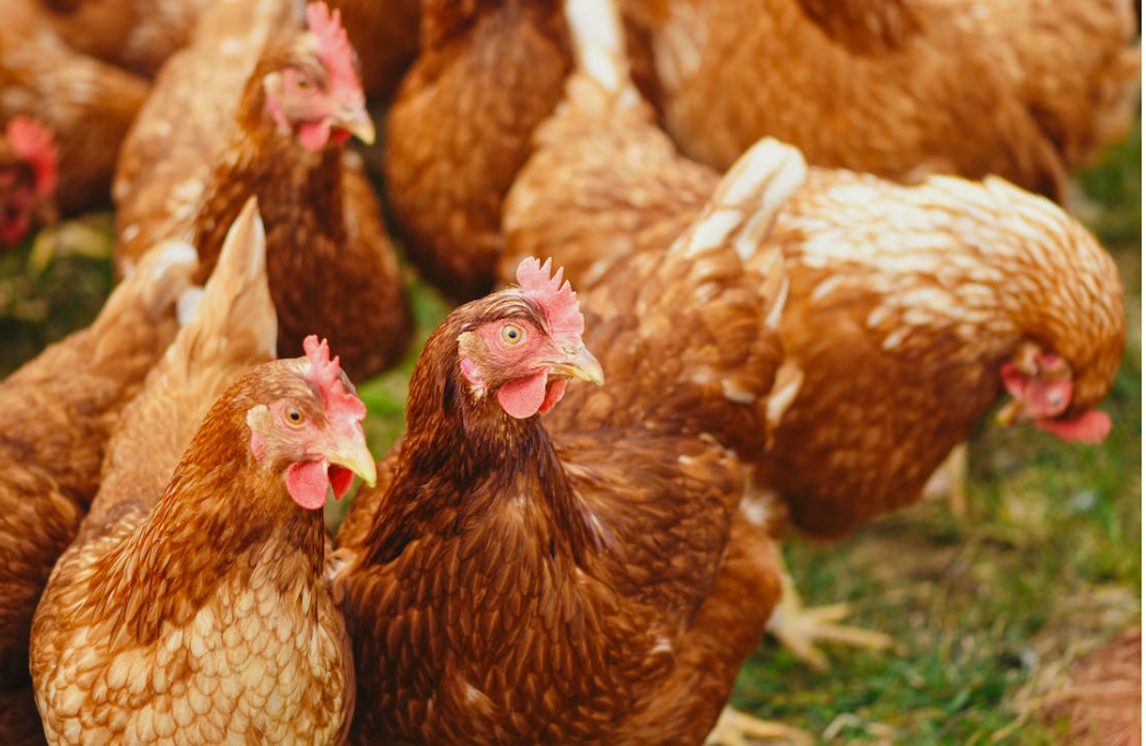 Bird flu: Human case detected in England