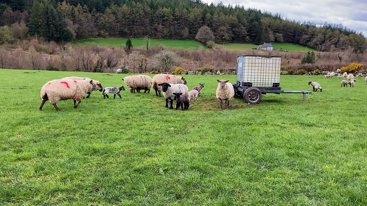 78% of rural crime teams notice increase in dog attacks on sheep - survey