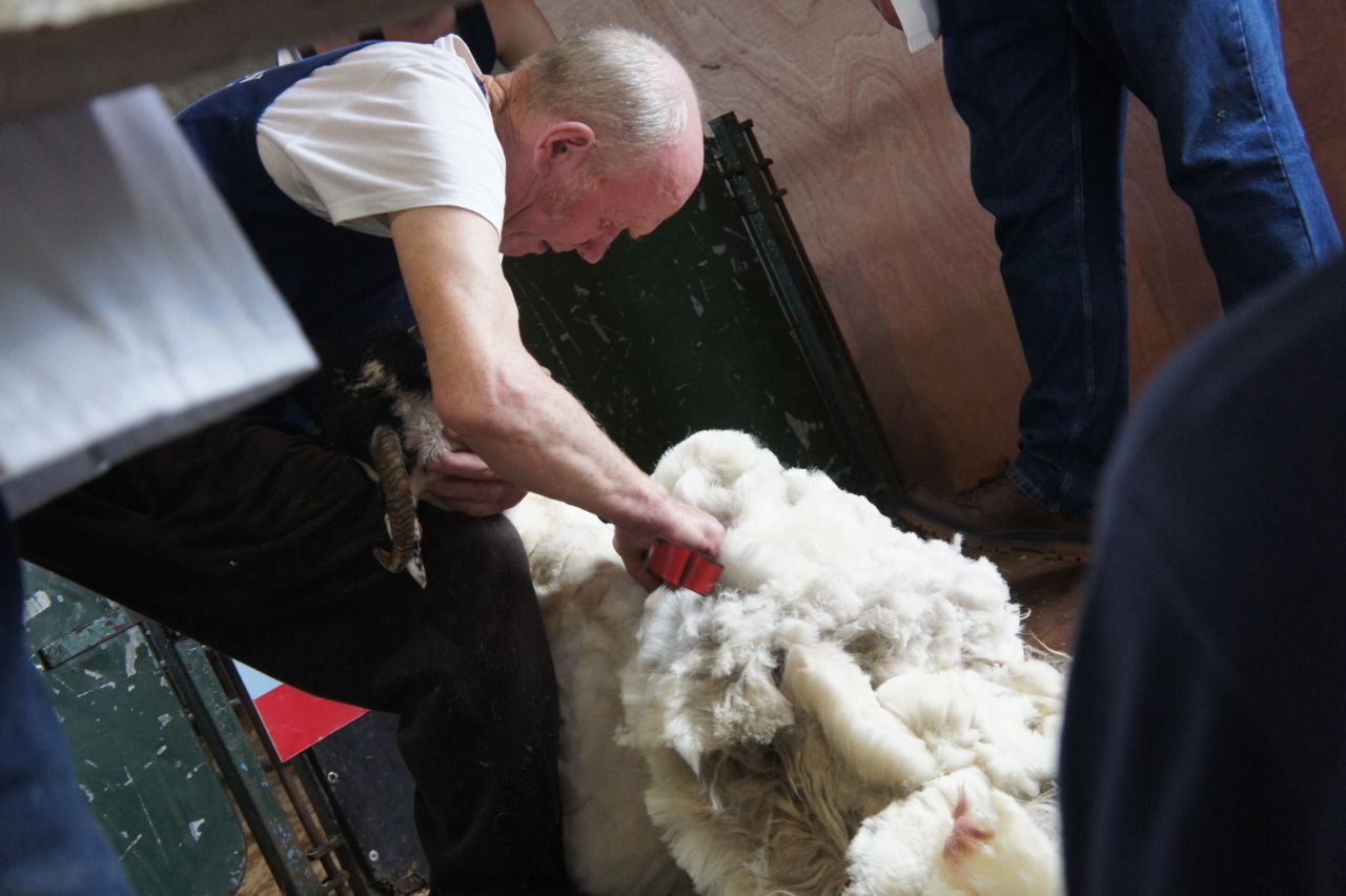 British Wool reaffirms stakeholder commitment to auction