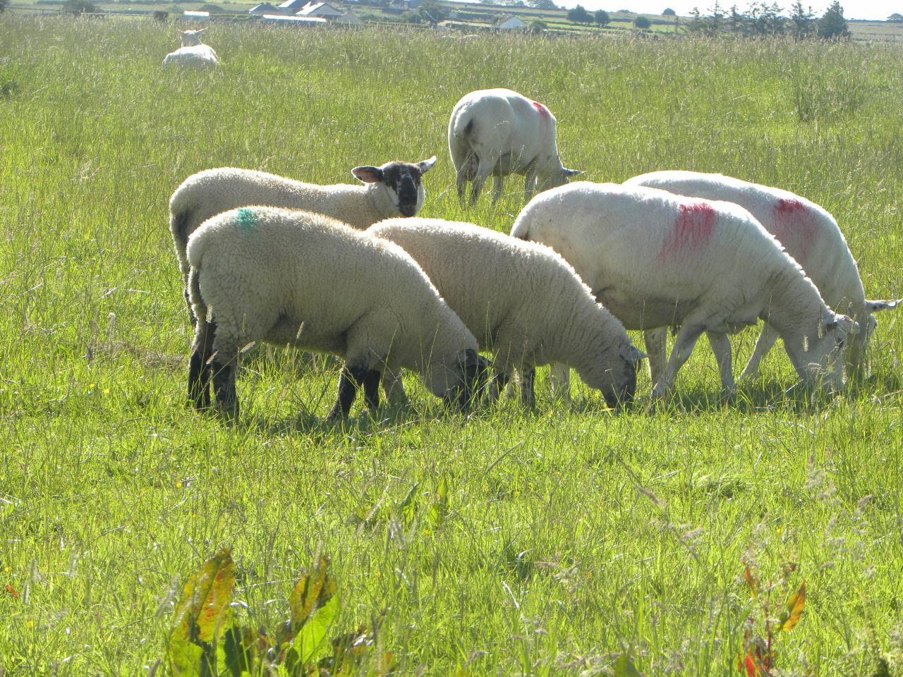EU accounts for 50% of value of Kiwi lamb exports