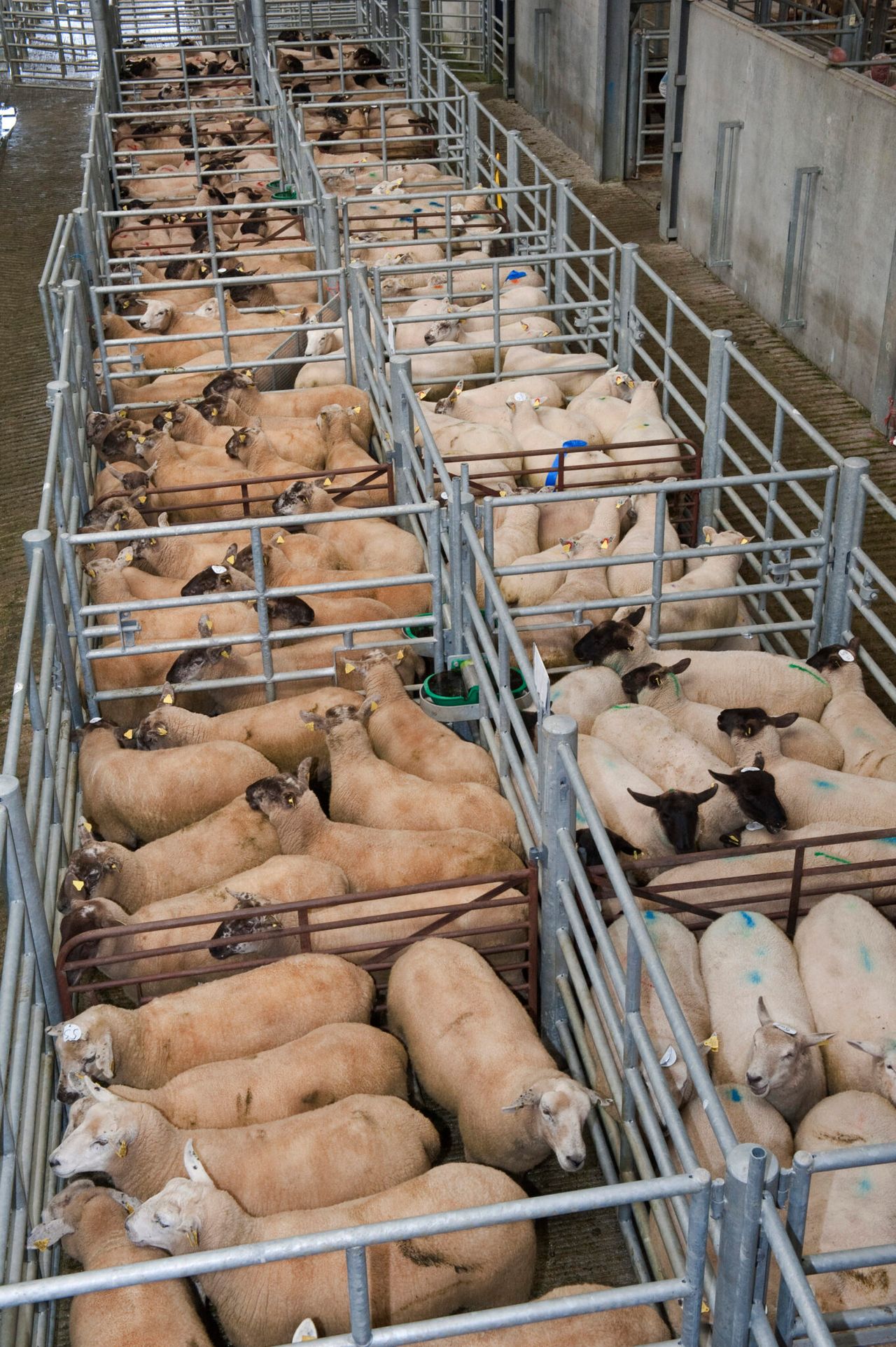 Imports of sheep from Northern Ireland up 20%