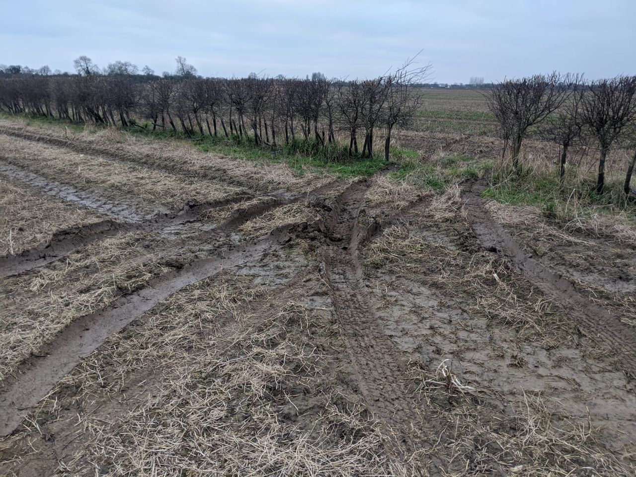 Operation Galileo: 5 arrested for affray and damaging crops