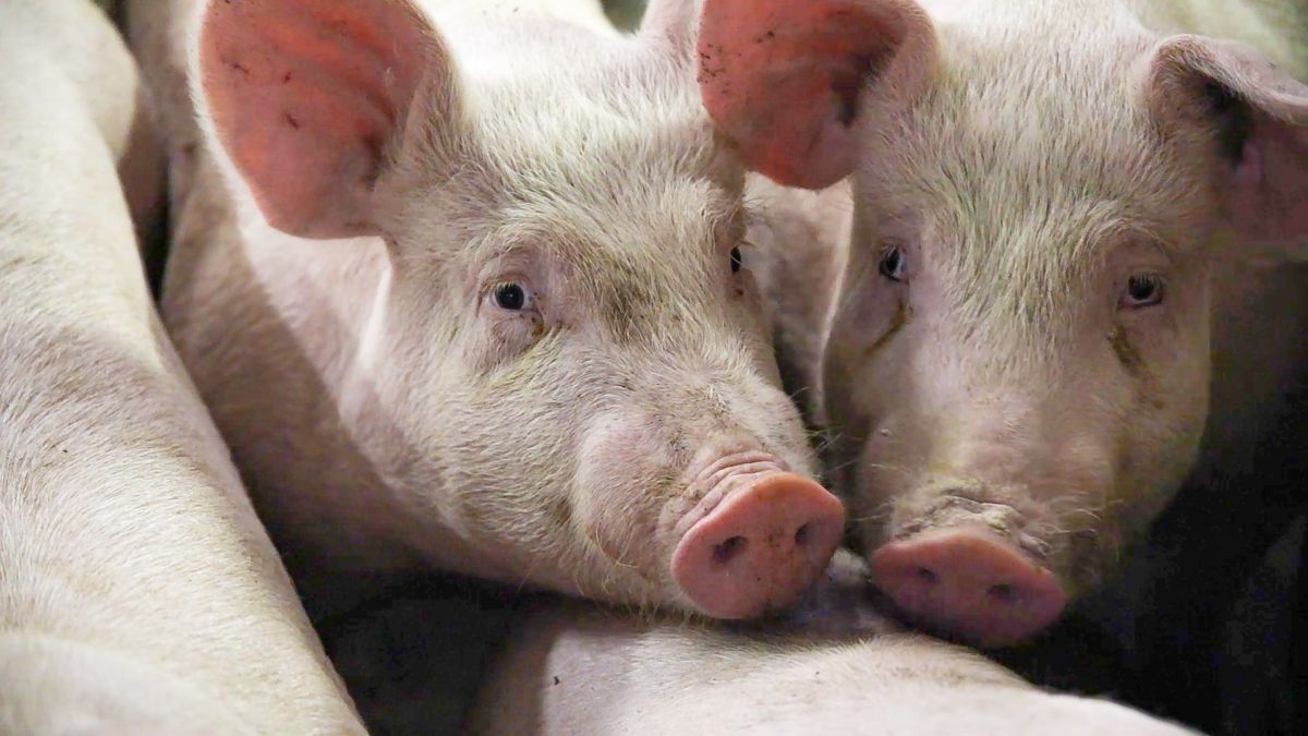 £2.2 million Covid-19 financial support announced for NI pig sector