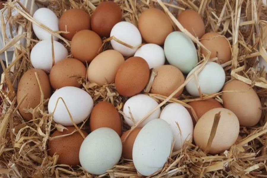 NFU encourages egg producers to share their story