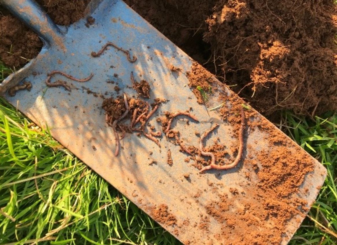 Soil health: ‘The most valuable tool on your farm is your spade’