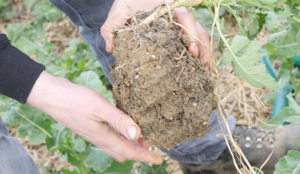 Study finds clubroot is patchy, diverse and requires targeted treatment