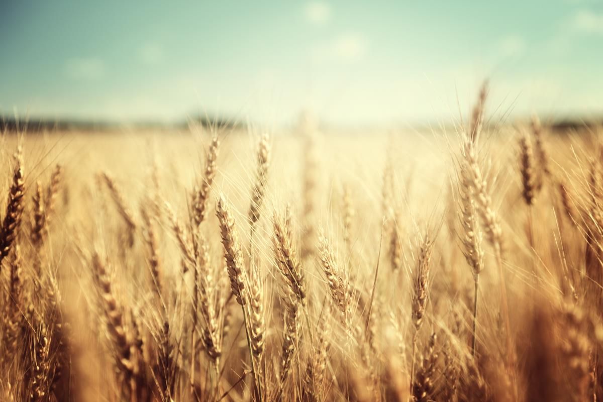 UK Government guarantees farm subsidies until 2020