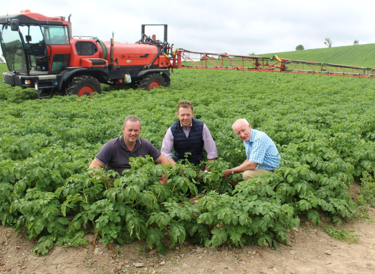 How can the carbon footprint of potato crops be reduced?