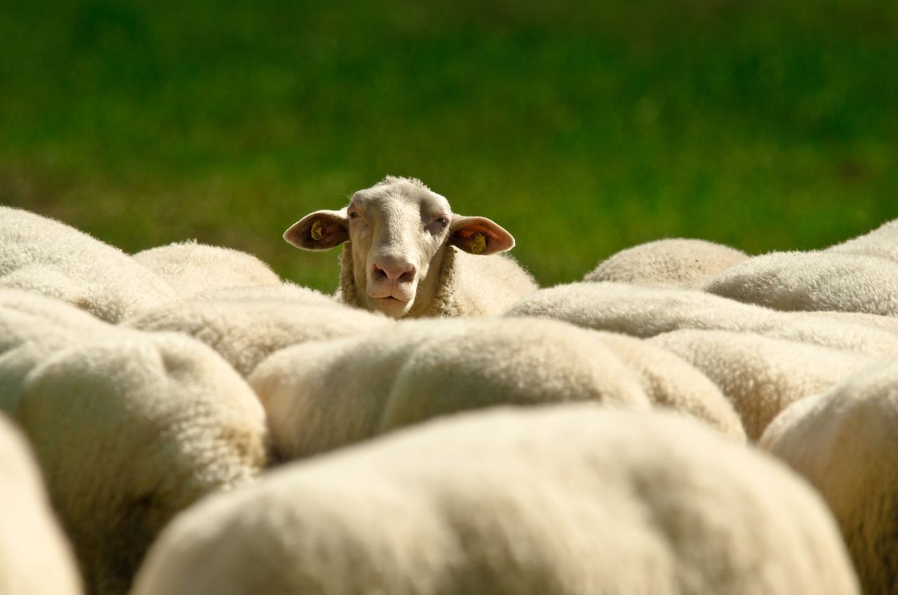 Police appeal for information after sheep attacked with crossbow