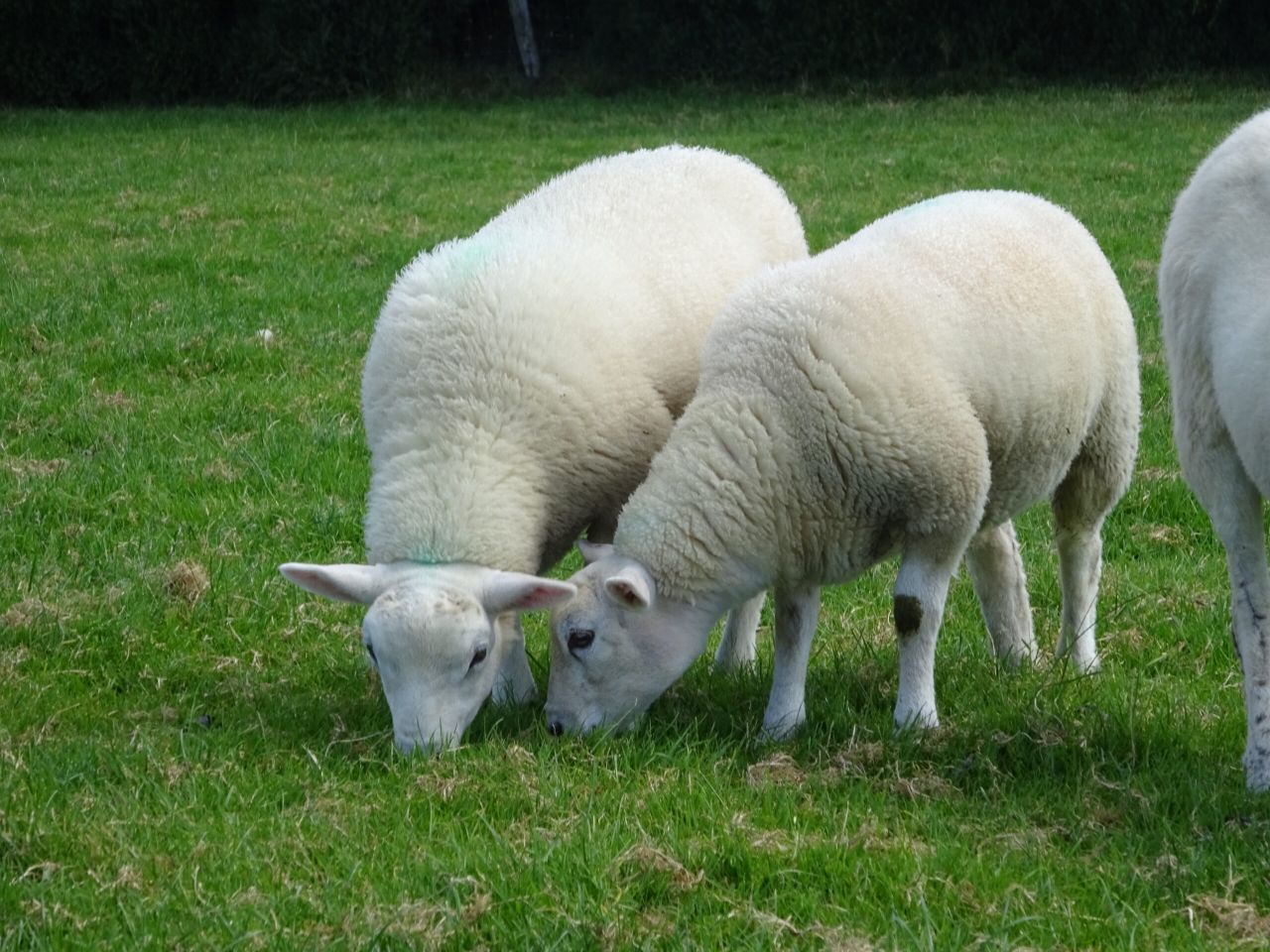 SCOPS urges farmers to take care when treating sheep parasites