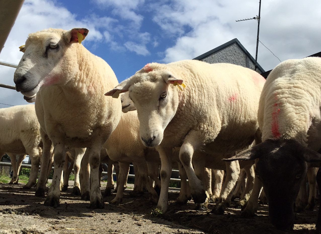 New Zealand lamb crop at its lowest in 60 years