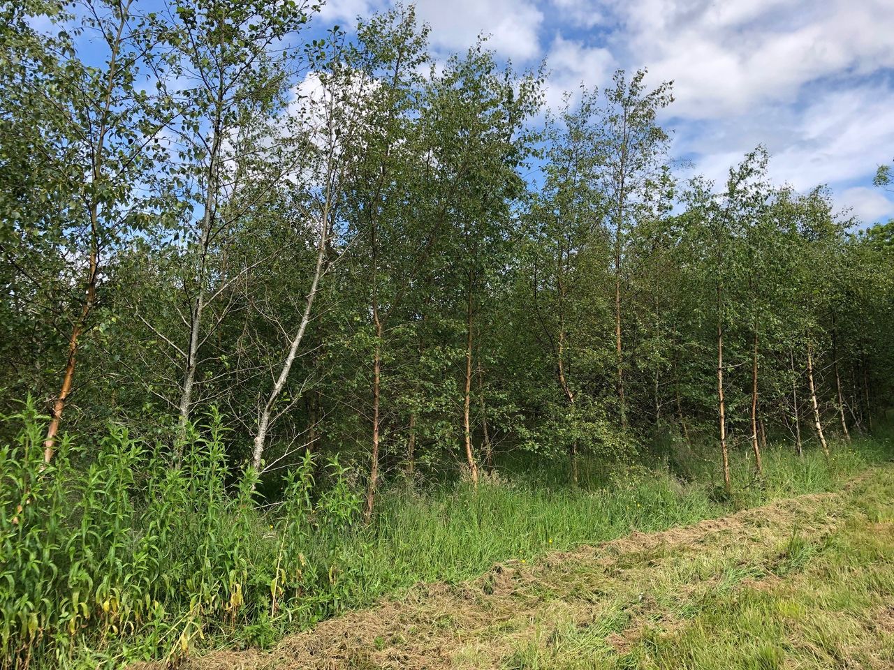 Final call for applications for DAERA forestry schemes