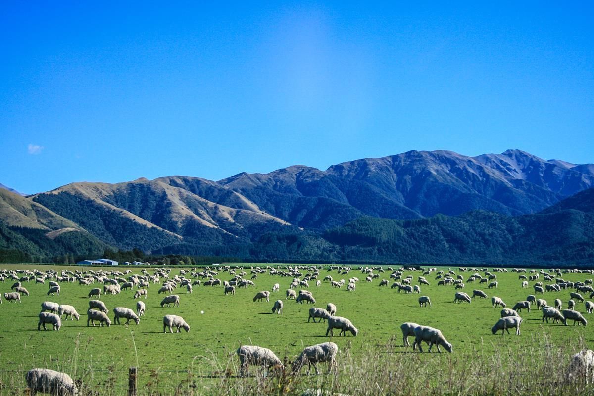 Forestry conversions impact New Zealand livestock numbers