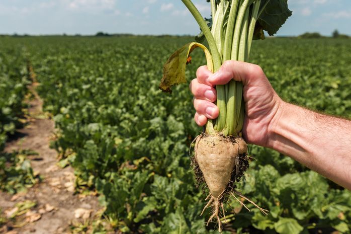Sugar beet could make return to Scotland after almost 50 years